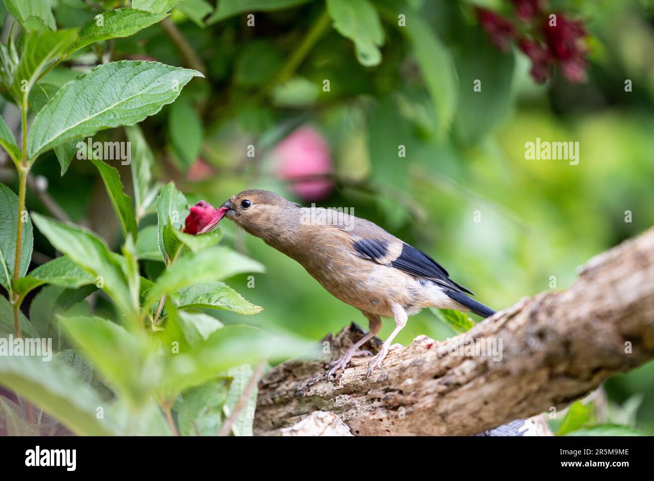 Jeune Bullfinch eurasien (Pyrrhula pyrrhula) perché sur une branche se nourrissant des fleurs d'un arbuste de jardin, weigela -Yorkshire, Royaume-Uni (juin 2023) Banque D'Images