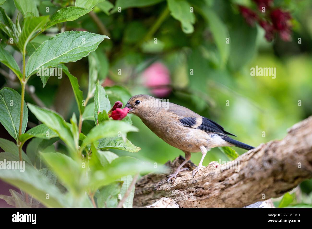 Jeune Bullfinch eurasien (Pyrrhula pyrrhula) perché sur une branche se nourrissant des fleurs d'un arbuste de jardin, weigela -Yorkshire, Royaume-Uni (juin 2023) Banque D'Images