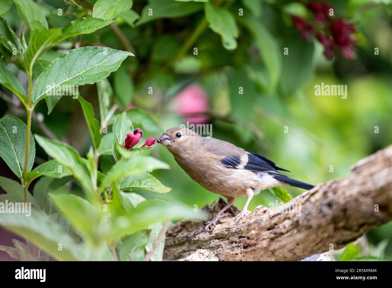 Jeune Bullfinch eurasien (Pyrrhula pyrrhula) perché sur une branche se nourrissant des fleurs d'un arbuste de jardin, weigela -Yorkshire, Royaume-Uni (juin 2023) Banque D'Images