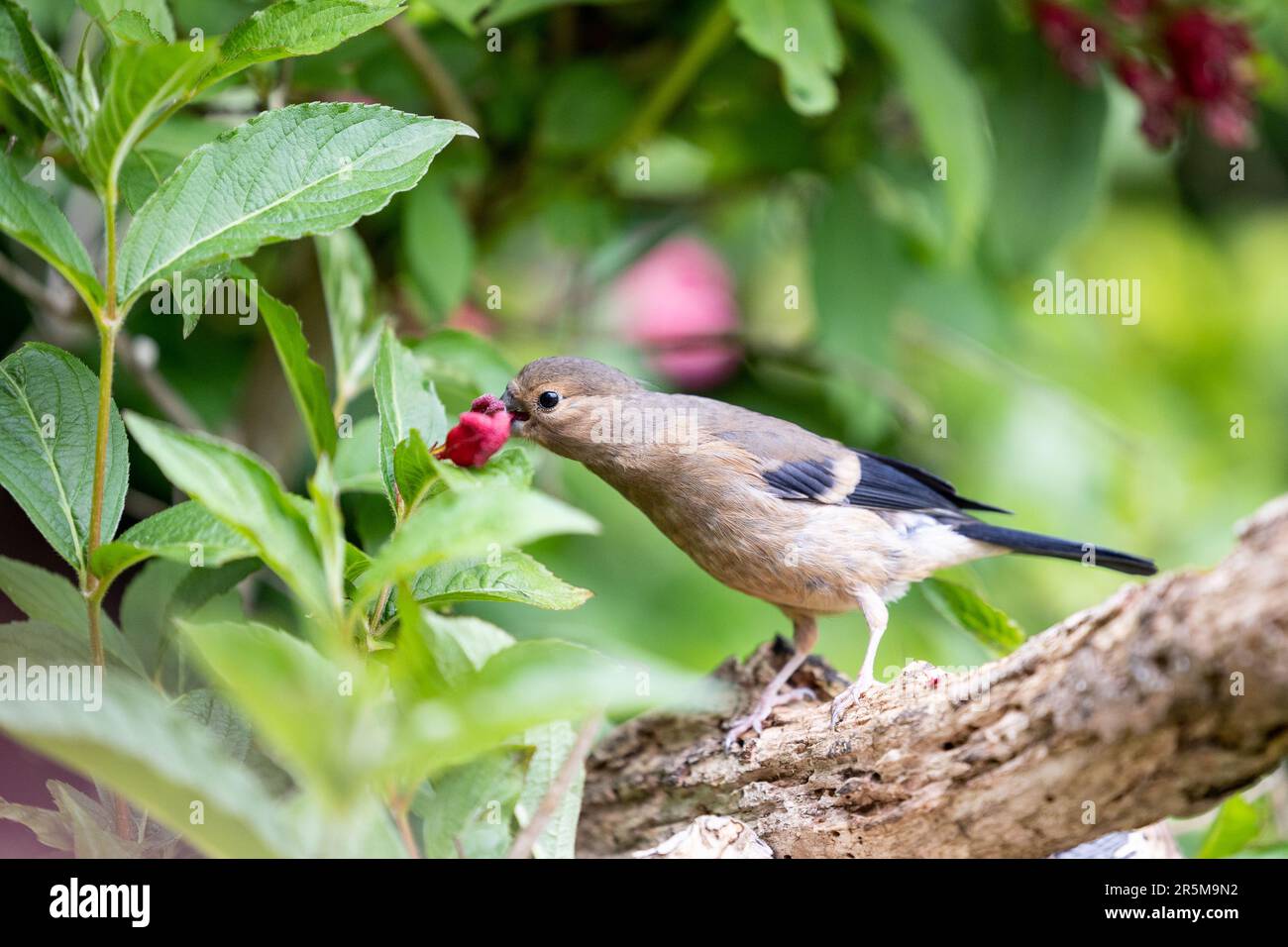 Jeune Bullfinch eurasien (Pyrrhula pyrrhula) perché sur une branche se nourrissant des fleurs d'un arbuste de jardin, weigela -Yorkshire, Royaume-Uni (juin 2023) Banque D'Images