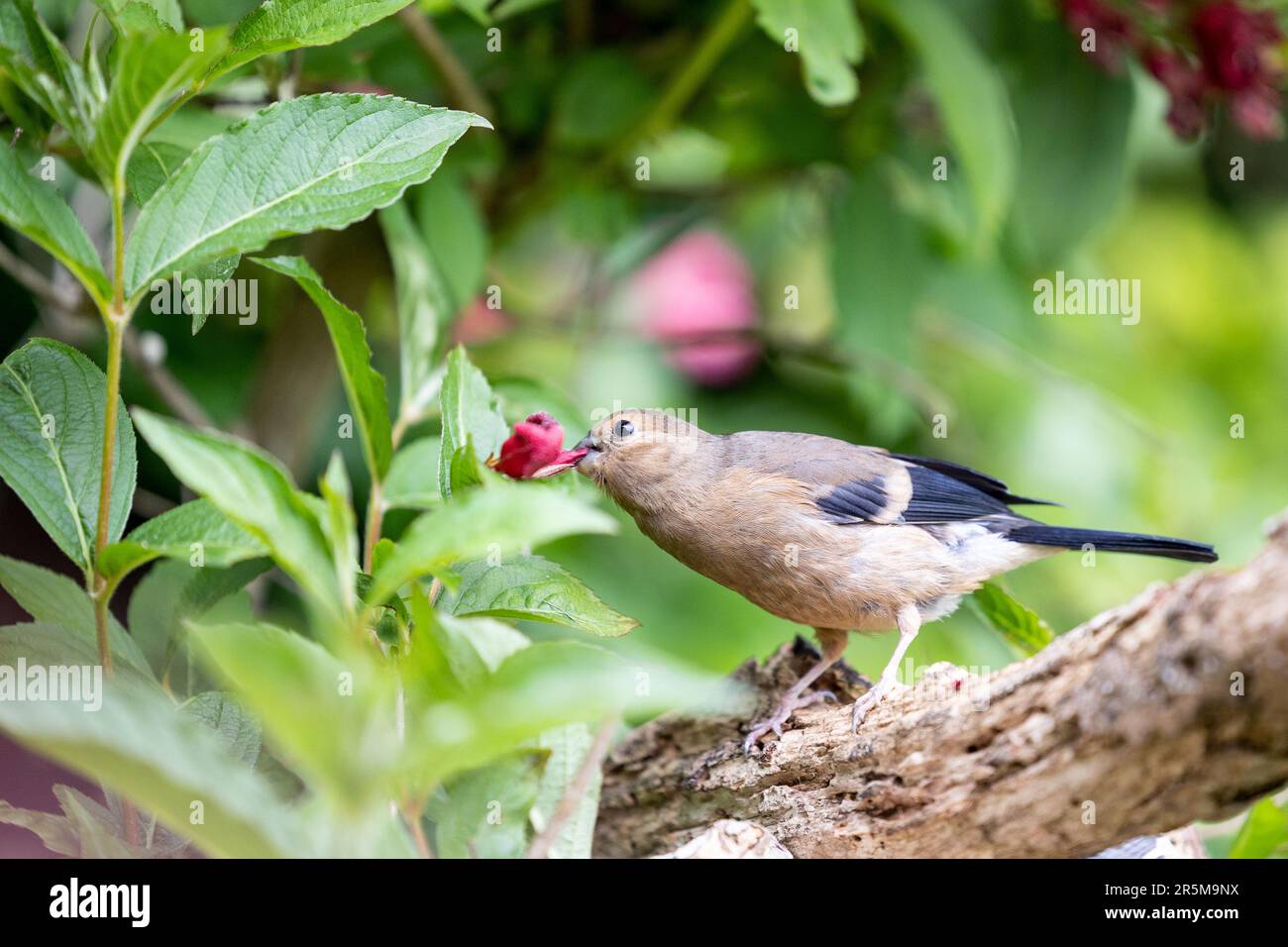 Jeune Bullfinch eurasien (Pyrrhula pyrrhula) perché sur une branche se nourrissant des fleurs d'un arbuste de jardin, weigela -Yorkshire, Royaume-Uni (juin 2023) Banque D'Images