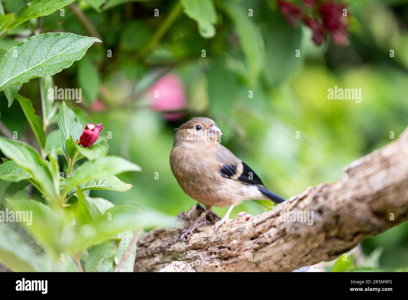 Jeune Bullfinch eurasien (Pyrrhula pyrrhula) perché sur une branche se nourrissant des fleurs d'un arbuste de jardin, weigela -Yorkshire, Royaume-Uni (juin 2023) Banque D'Images