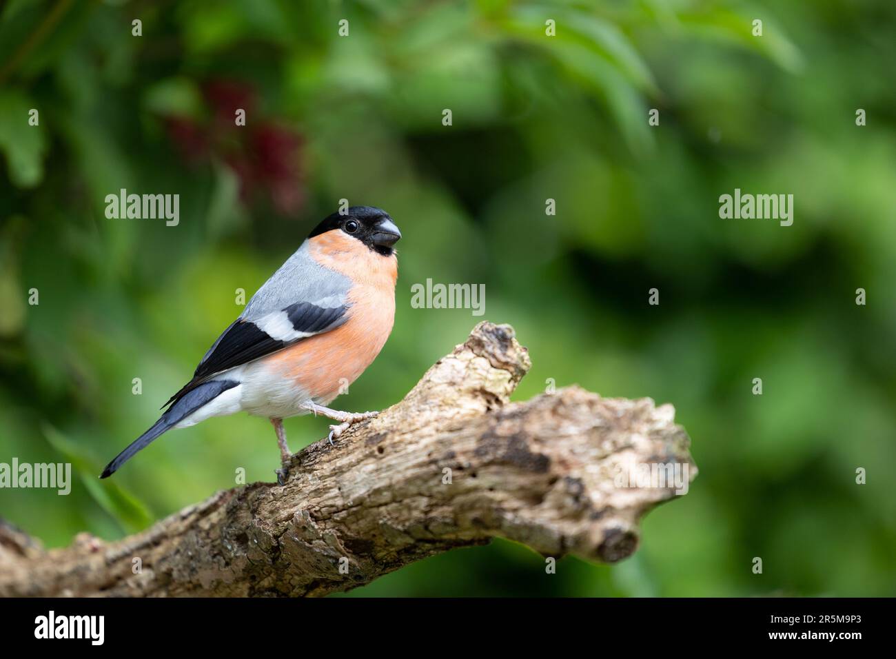 Bullfinch eurasien mâle adulte (Pyrrhula pyrrhula) posé sur une branche épaisse avec un fond vert naturel et verdoyant - Yorkshire, Royaume-Uni (juin 2023) Banque D'Images