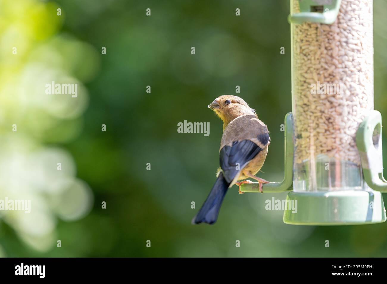 Jeune Bullfinch eurasien juvénile (Pyrrhula pyrrhula) perchée sur un mangeoire à oiseaux à coeur de tournesol de jardin. Avec un fond de feuillage vert - Yorkshire, Royaume-Uni Banque D'Images