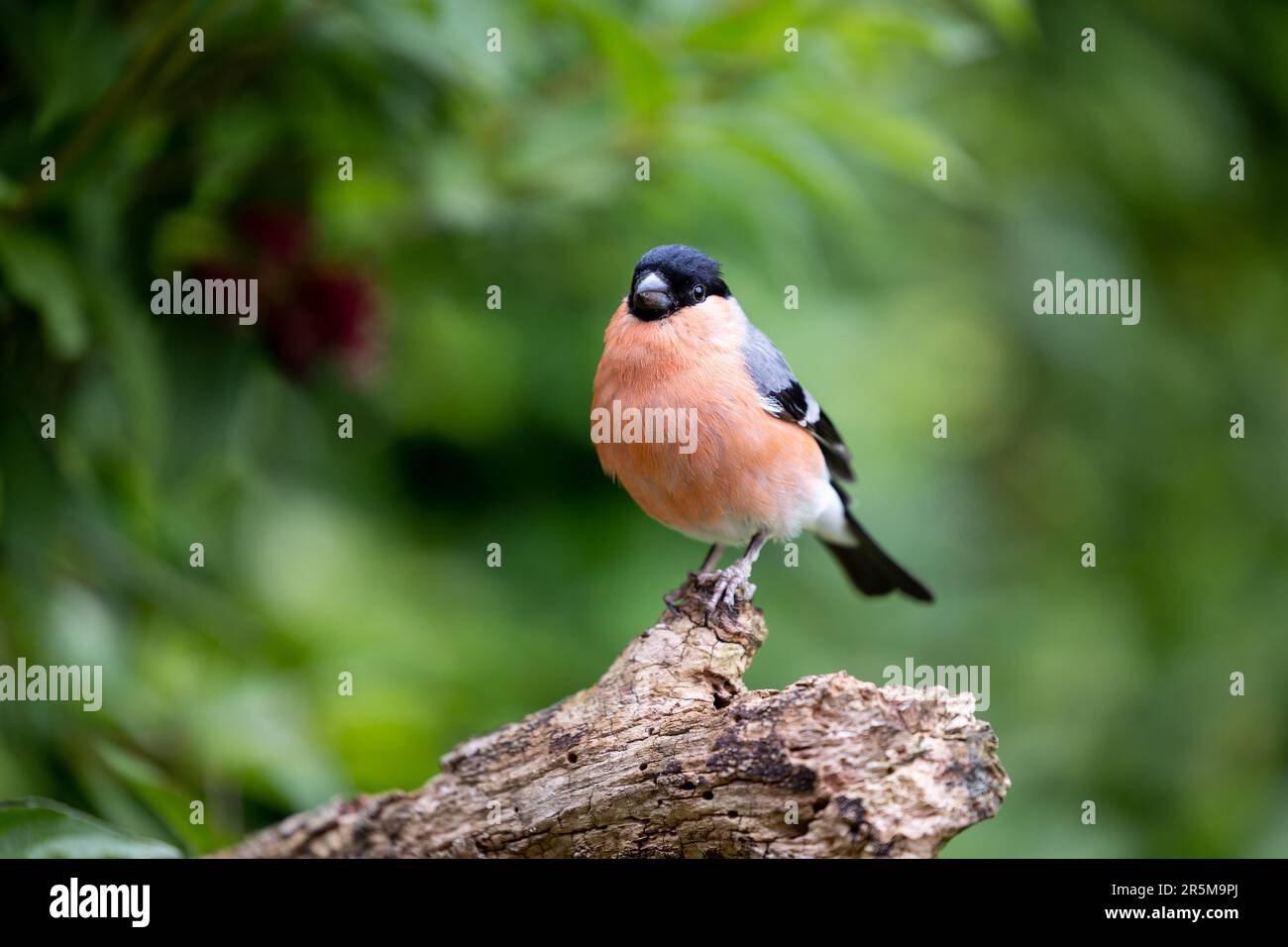 Bullfinch eurasien mâle adulte (Pyrrhula pyrrhula) posé sur une branche épaisse avec un fond vert naturel et verdoyant - Yorkshire, Royaume-Uni (juin 2023) Banque D'Images