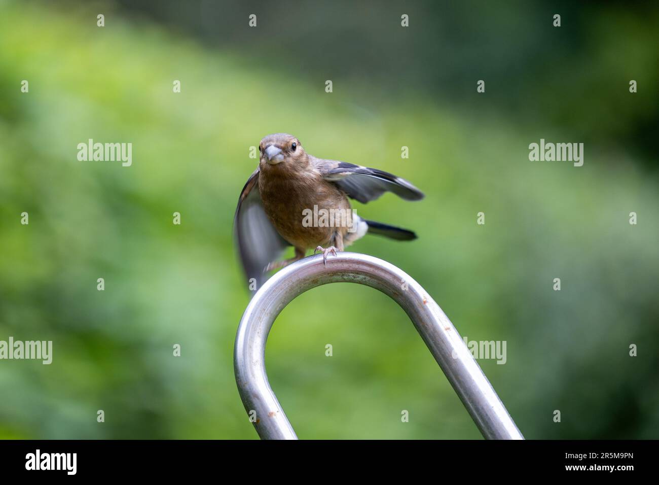 Jeune Juvenile eurasien Bullfinch (Pyrrhula pyrrhula) flirte ses ailes alors qu'il lutte pour percher sur la boucle métallique - Yorkshire, Royaume-Uni (juin 2023) Banque D'Images