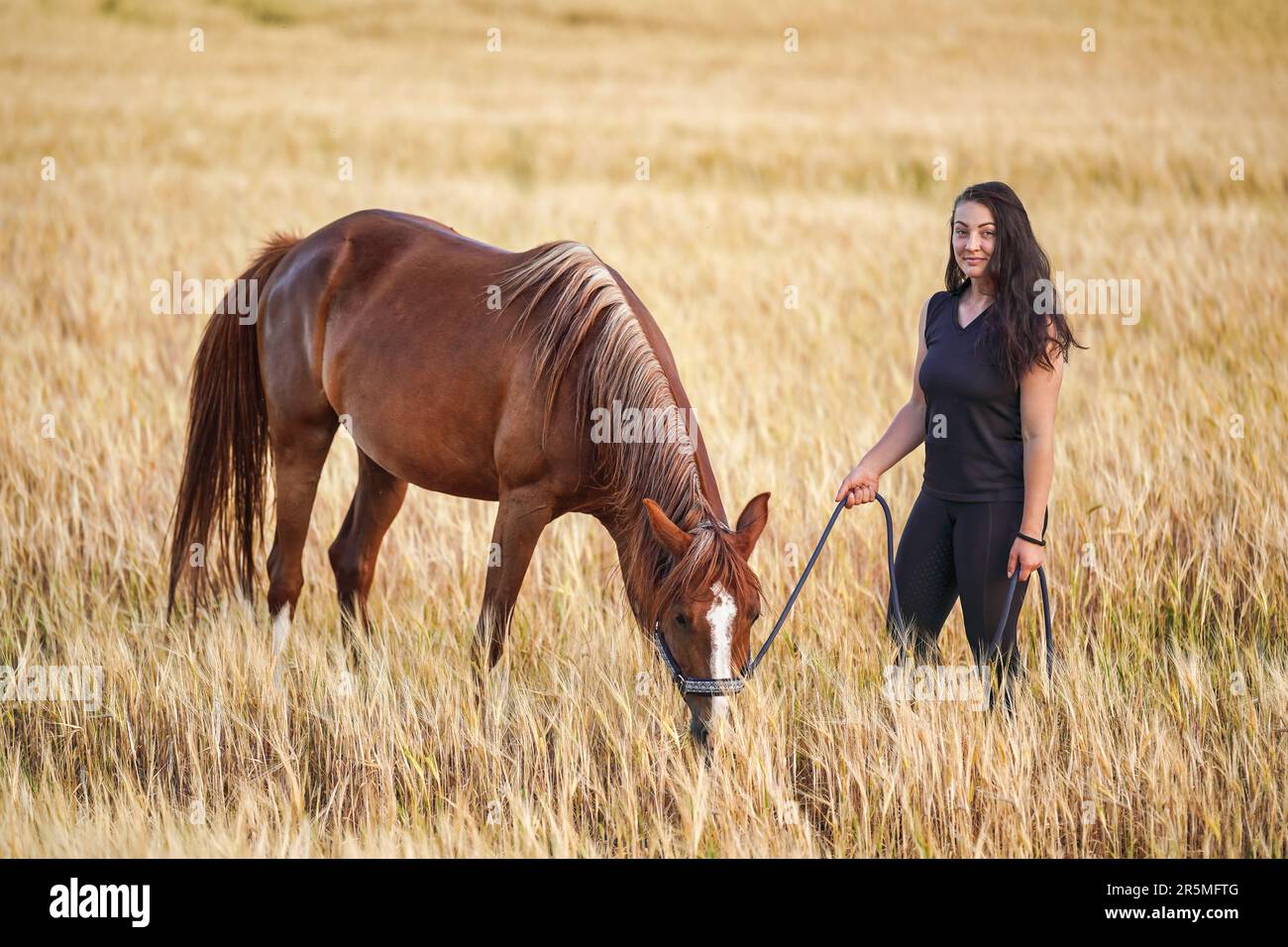 Jeune femme en leggings noirs et t-shirt marchant avec le cheval arabe brun dans le champ de blé Banque D'Images