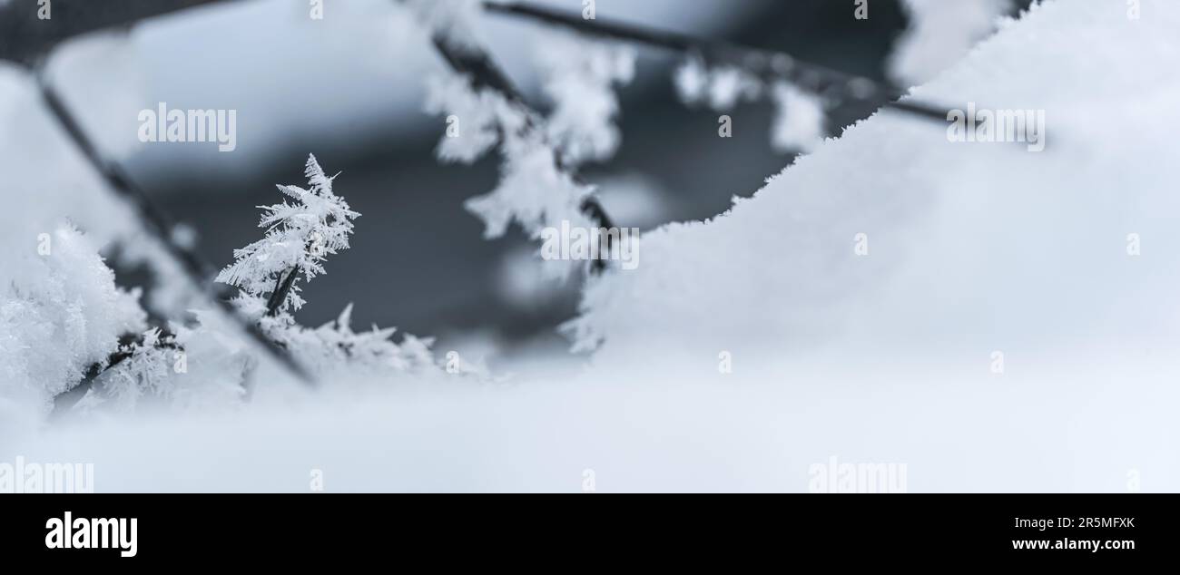 Petite branche recouverte de neige et de cristaux de glace, gros plan faible profondeur de champ détail hivernal Banque D'Images