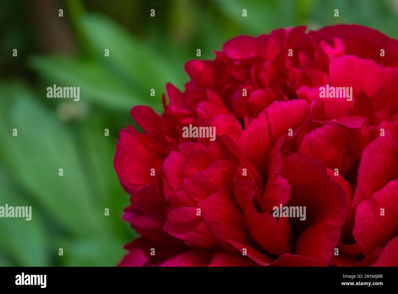 Fleur de pivoine rouge, gros plan avec mise au point sélective et arrière-plan vert flou. Image de pivoine basse touche magnifique en fleurs pour la décoration. Un seul peon luxuriant Banque D'Images