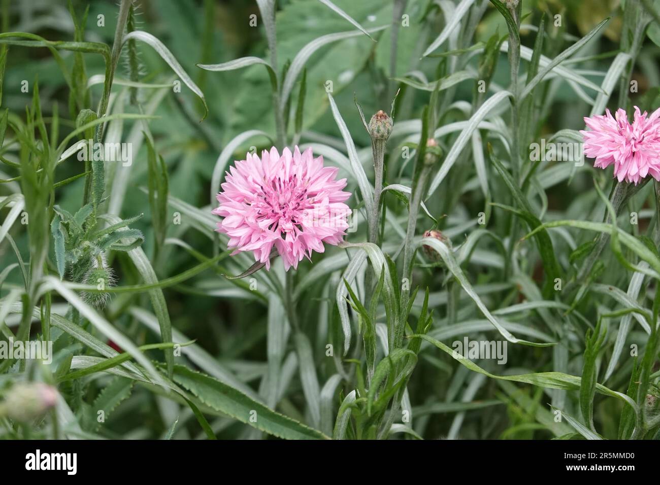 Fleur rose Centaurea cyanus Californie Banque D'Images