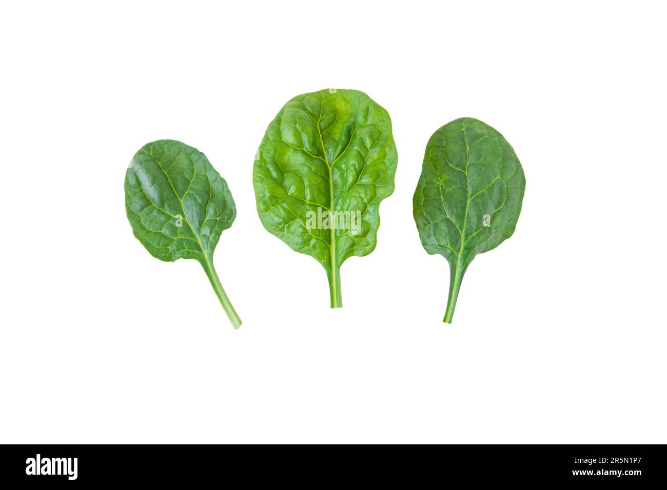 Feuilles d'épinards vertes isolées sur blanc. Spinacia oleracea feuille légume. Banque D'Images