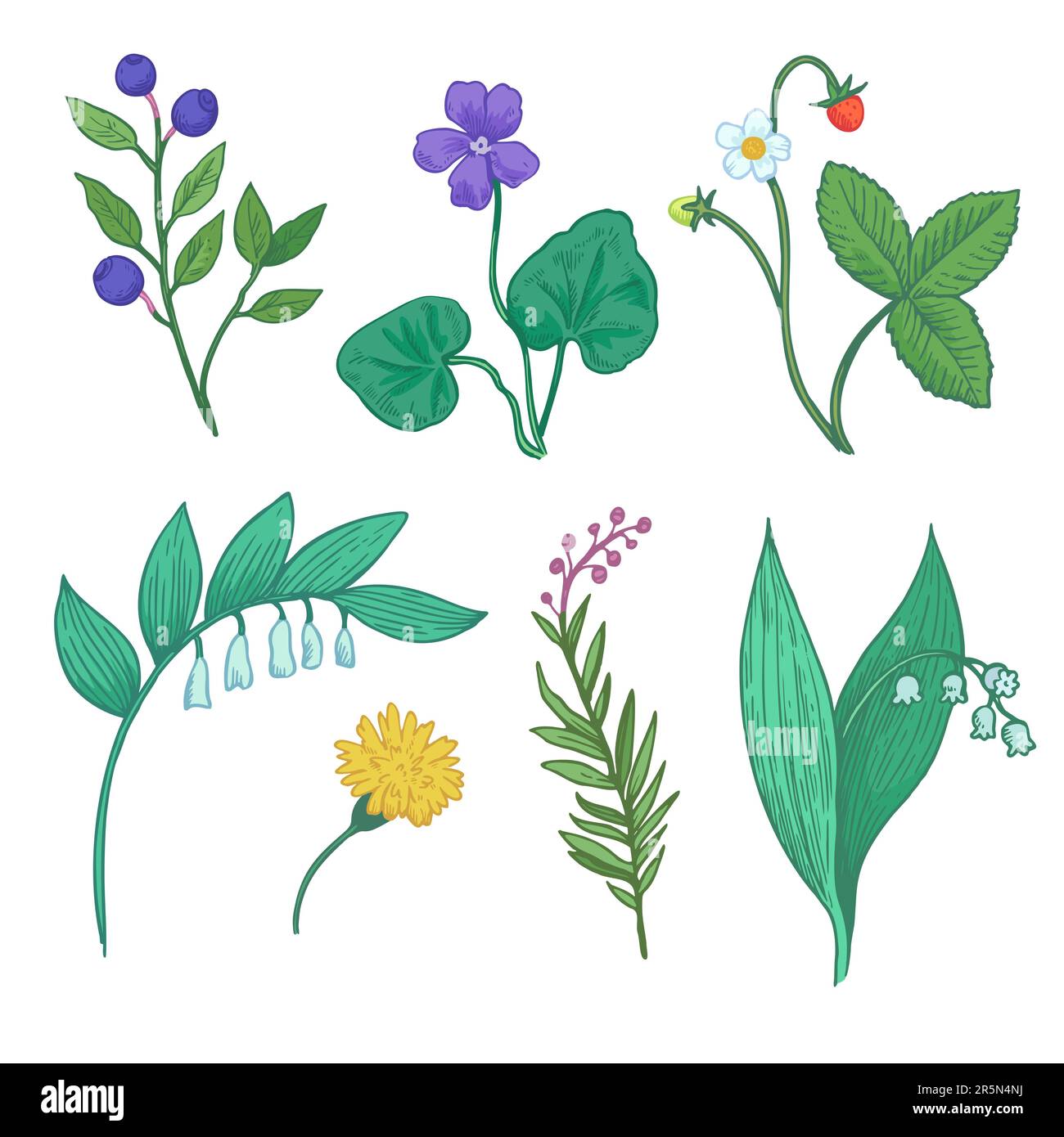 Ensemble d'éléments botaniques. Illustration de plantes, fleurs et baies de forêt sauvages. Dessin stylisé d'herbes pour le dessin. Illustration de Vecteur