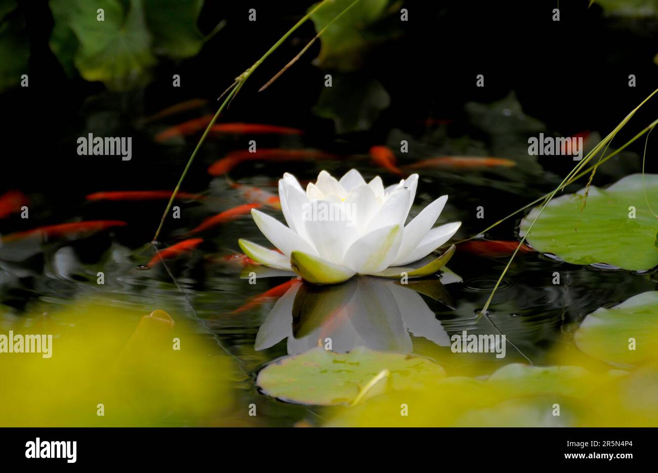 Nénuphars blancs européens (Nymphaea alba) dans l'étang, nénuphars blancs, étang avec poissons rouges Banque D'Images