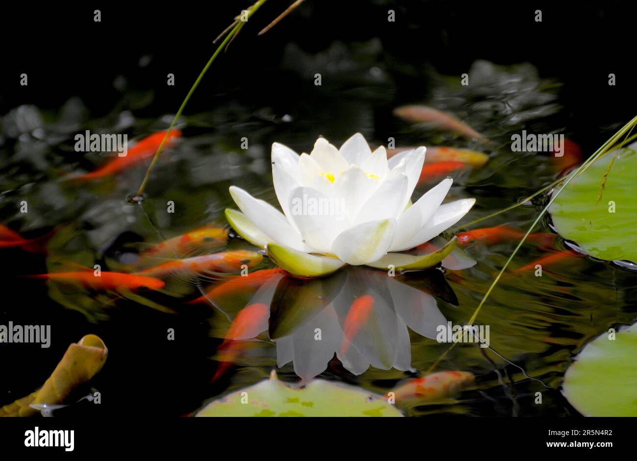 Nénuphars blancs européens (Nymphaea alba) dans l'étang, nénuphars blancs, étang avec poissons rouges Banque D'Images