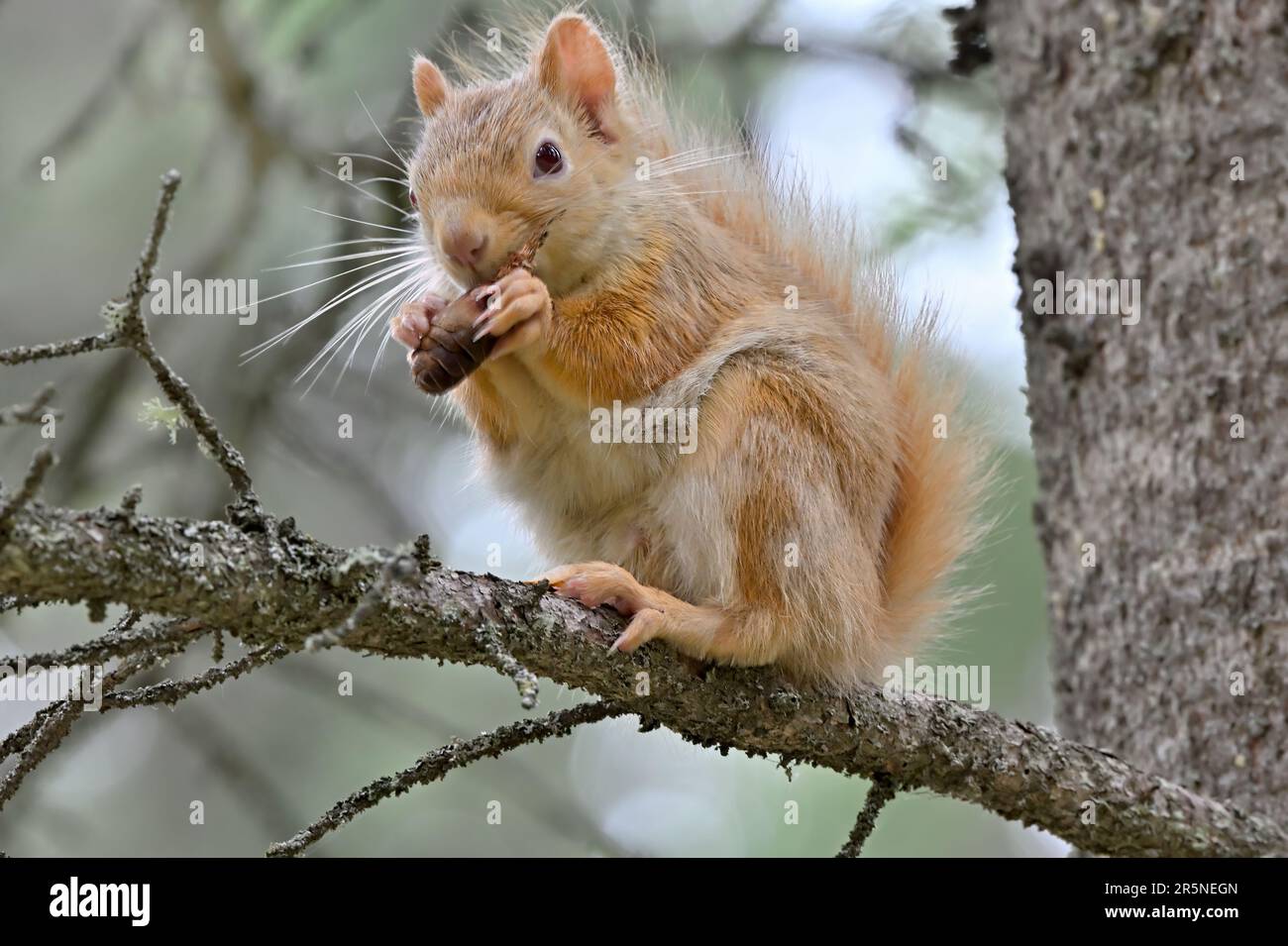 Un écureuil rouge de couleur pâle (Tamiasciurus hudsonicus), assis sur une branche d'arbre se nourrissant de cônes d'épinette. Banque D'Images