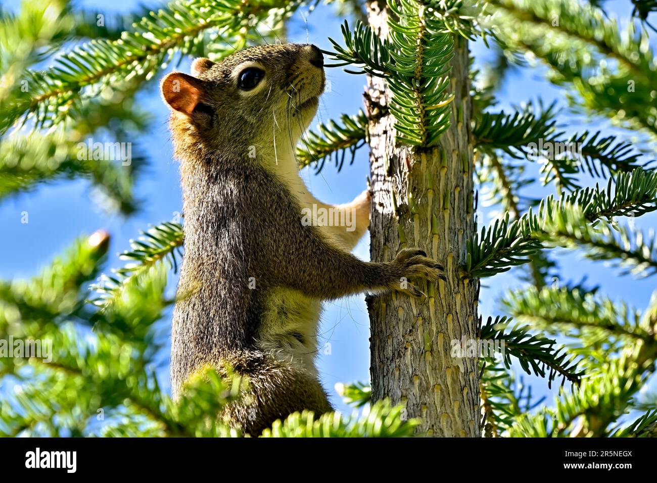 Papier peint Écureuil surpris, furtivement derrière un arbre 