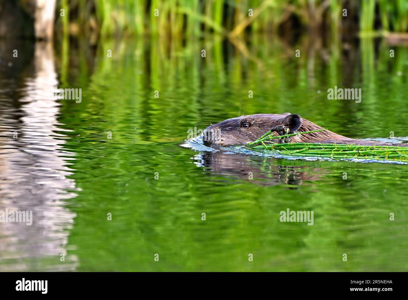 Un castor canadien adulte « Castor canadensis », nageant avec une bouchée de friandises dans une zone humide du Canada rural de l'Alberta Banque D'Images