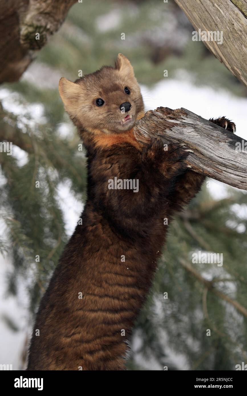 Martre d'Europe (Martes Martes), Montana, États-Unis Banque D'Images