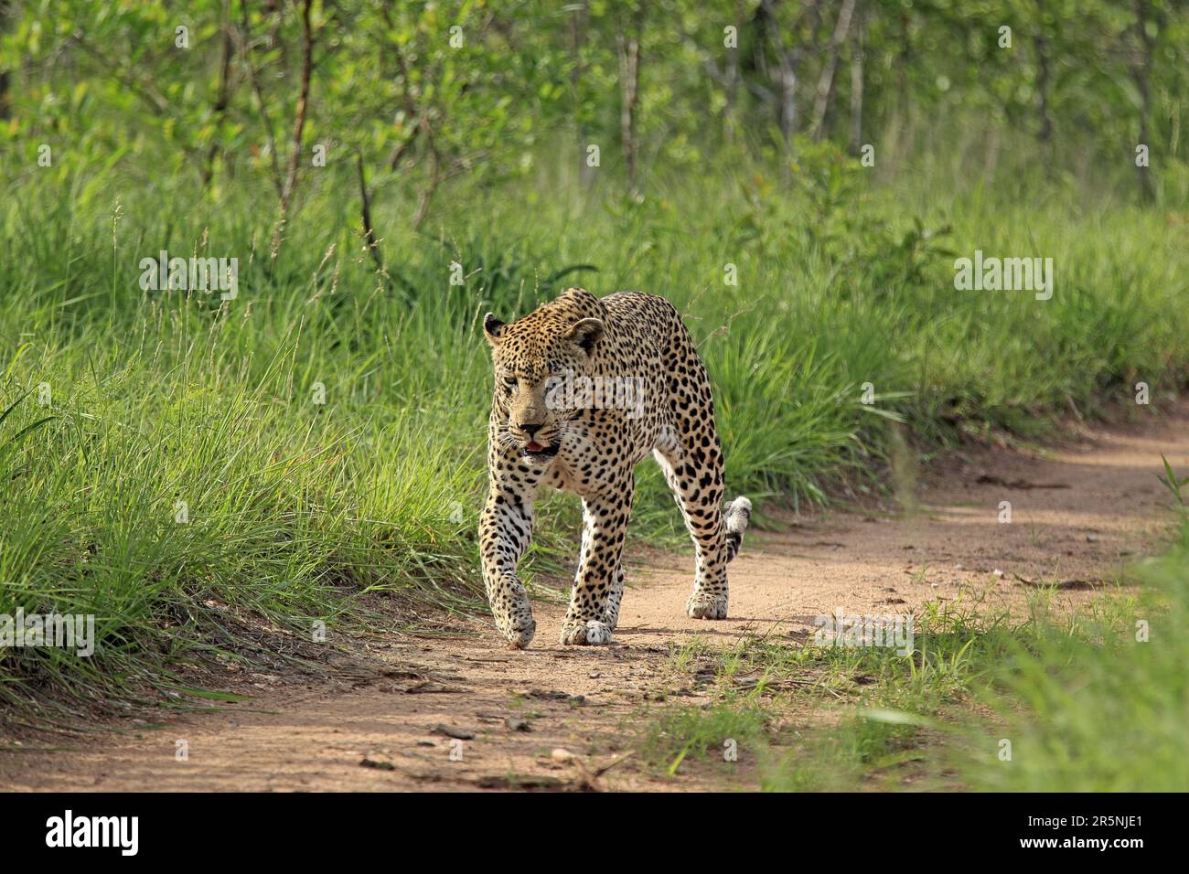 Léopard africain (Panthera pardus), réserve de gibier Sabi Sabi, parc national Kruger, Afrique du Sud Banque D'Images