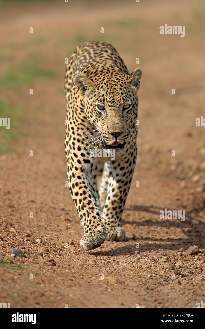 Léopard africain (Panthera pardus), réserve de gibier Sabi Sabi, parc national Kruger, Afrique du Sud, libérable Banque D'Images