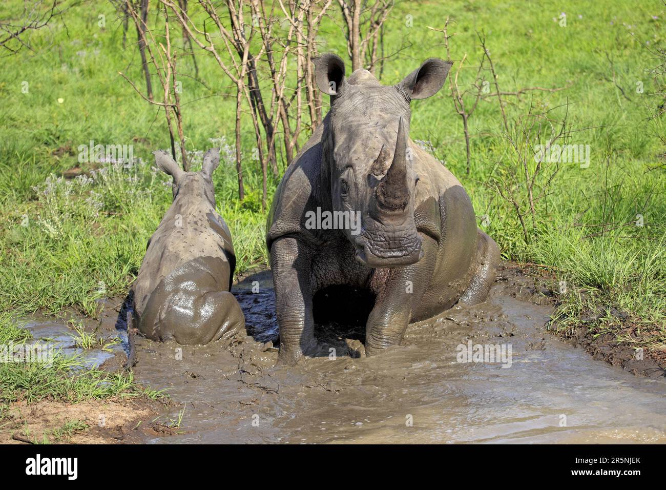 Rhinocéros blancs (Ceratotherium simum), femmes et jeunes, prenant un bain de boue, réserve de gibier Sabi Sabi, Parc national Kruger, Afrique du Sud Banque D'Images