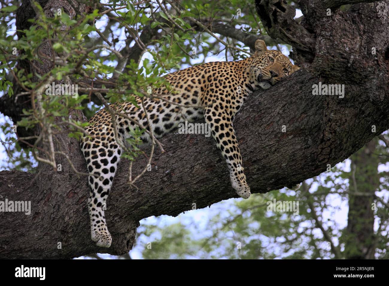 Léopard africain (Panthera pardus) reposant sur l'arbre, réserve de gibier Sabi Sabi, Parc national Kruger, Afrique du Sud Banque D'Images