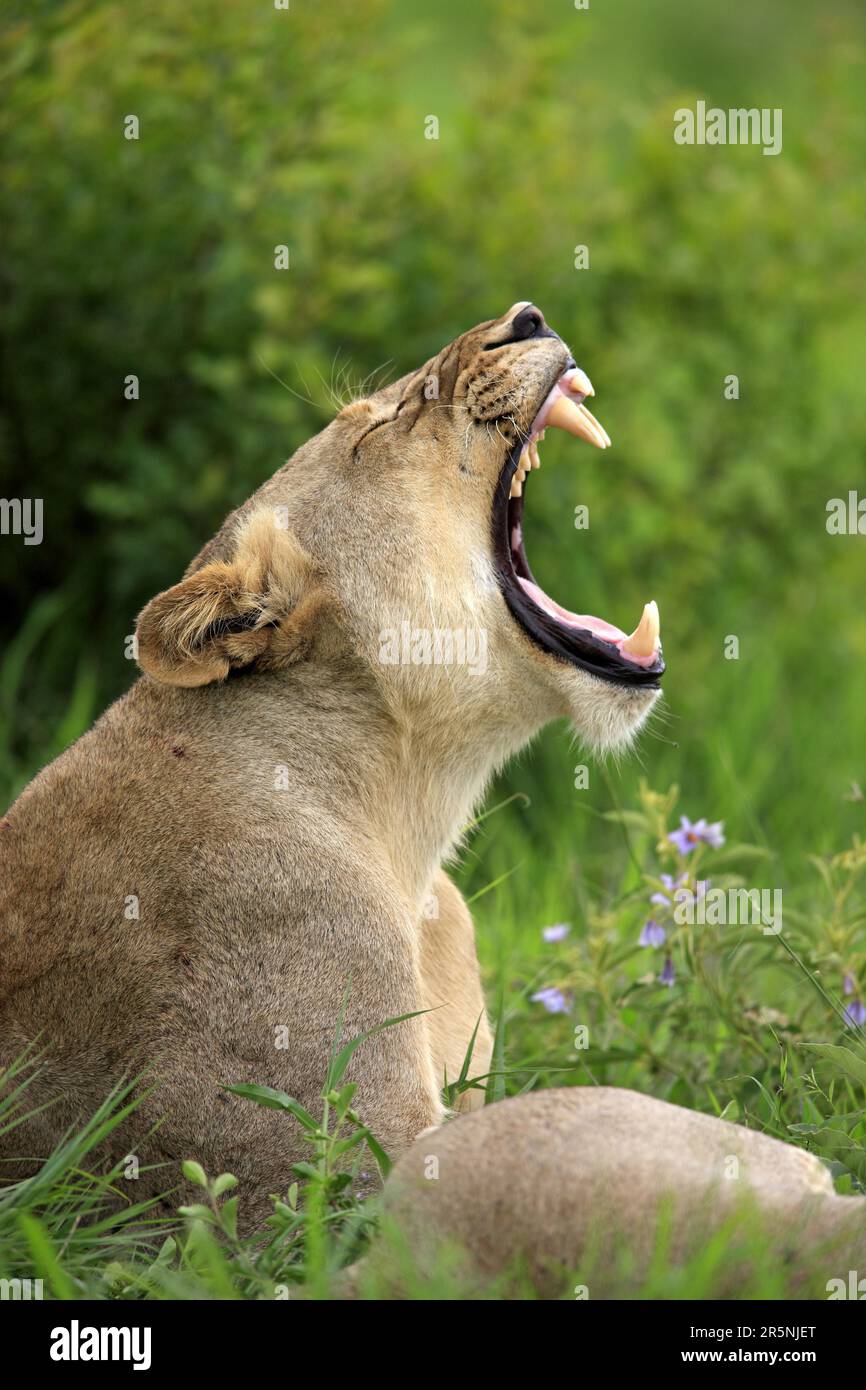 Lion africain (Panthera leo), lionne, réserve de gibier Sabi Sabi, parc national Kruger, lion de nian d'Afrique du Sud Banque D'Images