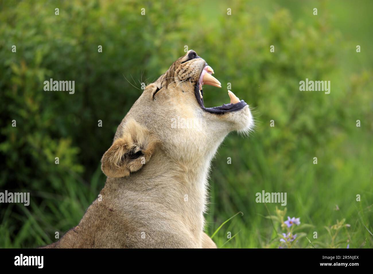 Lion africain (Panthera leo), lionne, réserve de gibier Sabi Sabi, parc national Kruger, lion de nian d'Afrique du Sud Banque D'Images