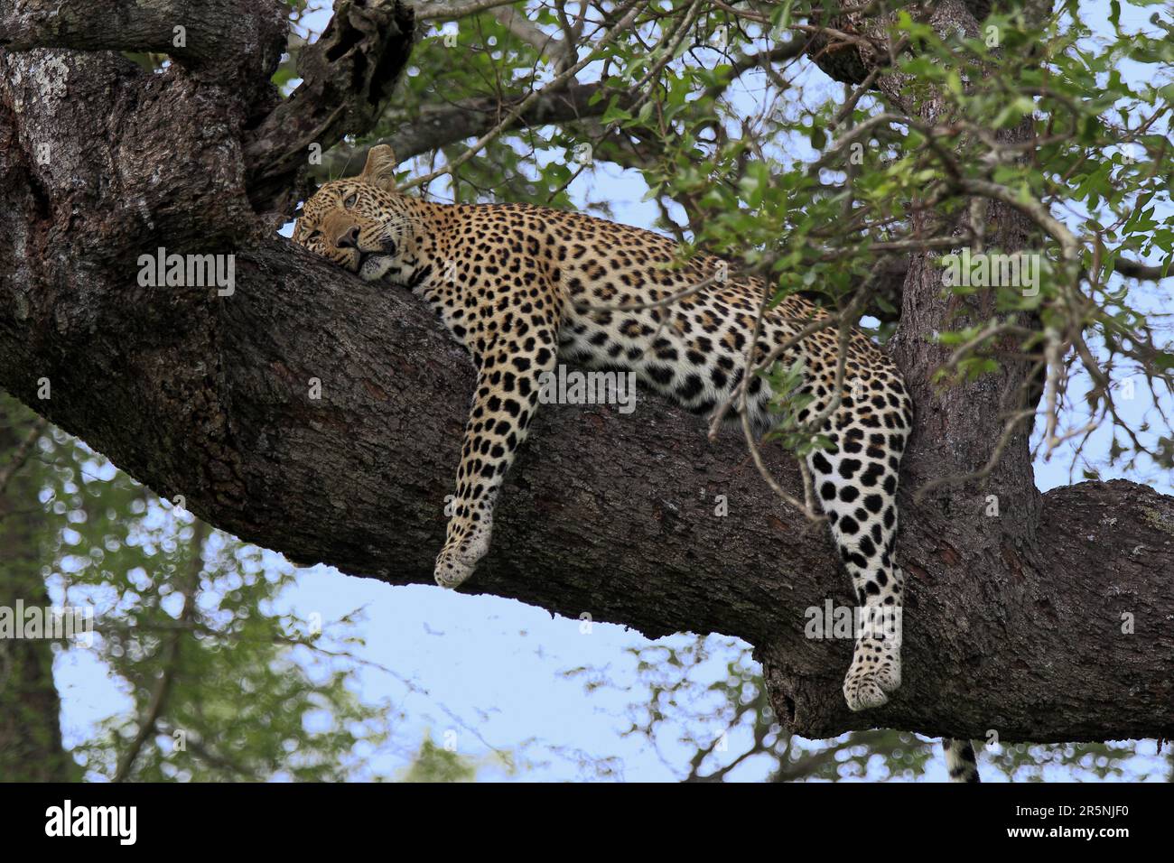 Léopard africain (Panthera pardus) reposant sur l'arbre, réserve de gibier Sabi Sabi, Parc national Kruger, Afrique du Sud Banque D'Images