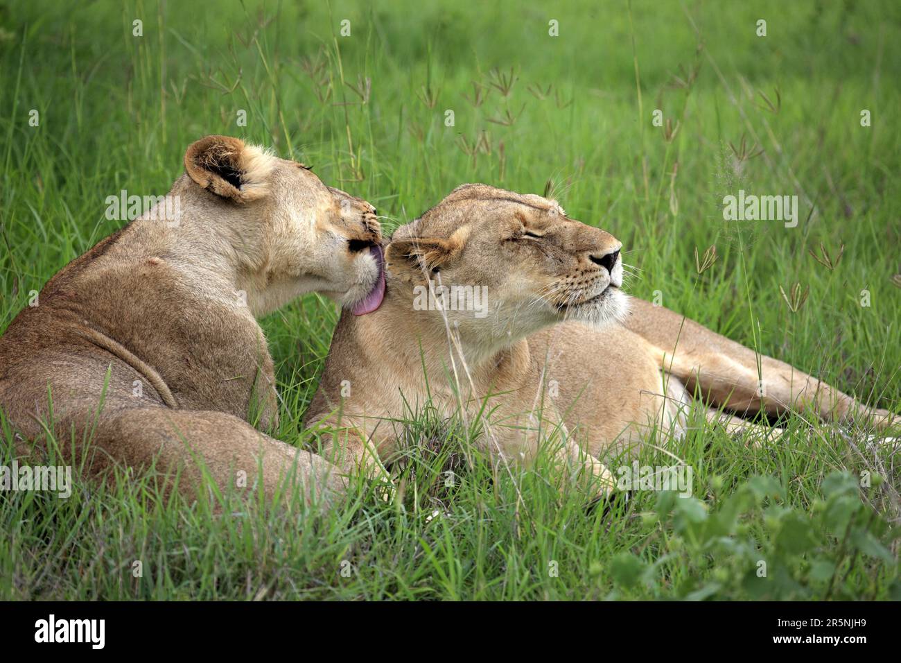 Lions d'Afrique (Panthera leo), lionnes, réserve de gibier Sabi Sabi, parc national Kruger, lion de nian d'Afrique du Sud Banque D'Images