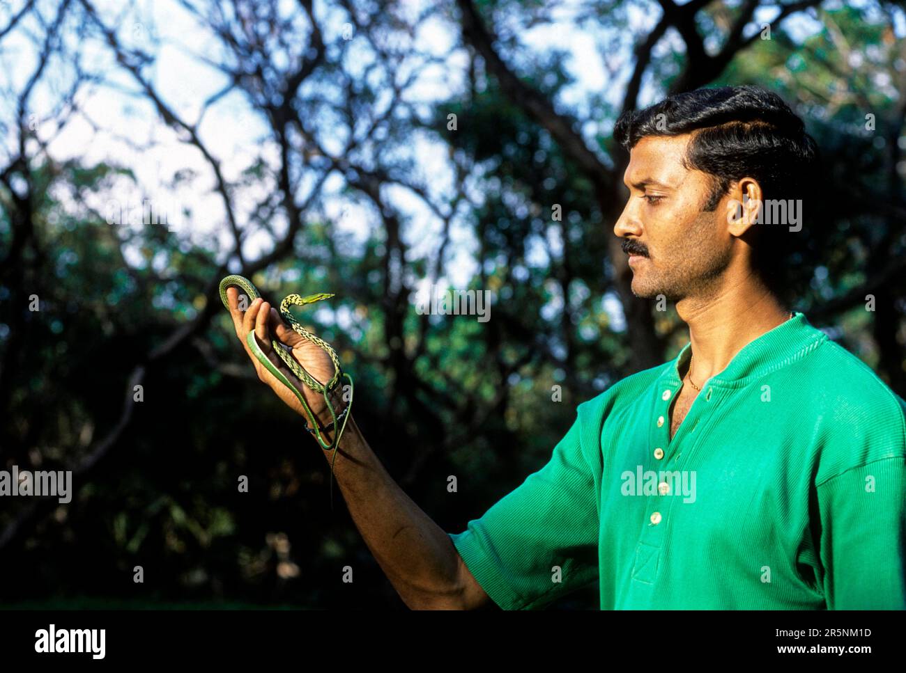Serpent à fouet vert (Ahaetulla nasutus) serpent à vigne captif, le Madras Crocodile Bank Trust et le Centre d'Herpétologie près de Chennai, Tamil Nadu, Sud Banque D'Images
