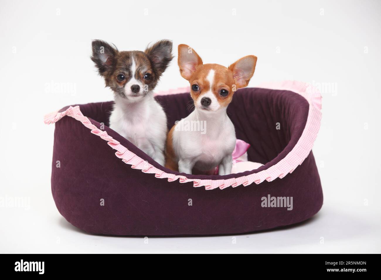 Chihuahuas, chiots, cheveux longs et cheveux courts, 3 1/2 mois, panier  pour chiens, panier pour chien Photo Stock - Alamy