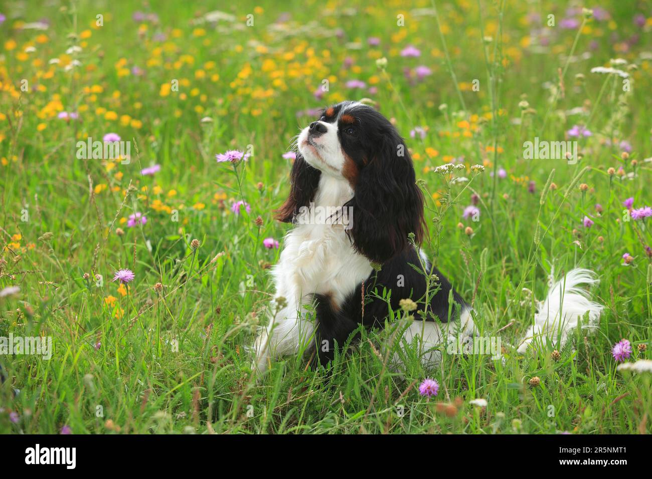 Cavalier King Charles, tricolore, 1 ans Banque D'Images