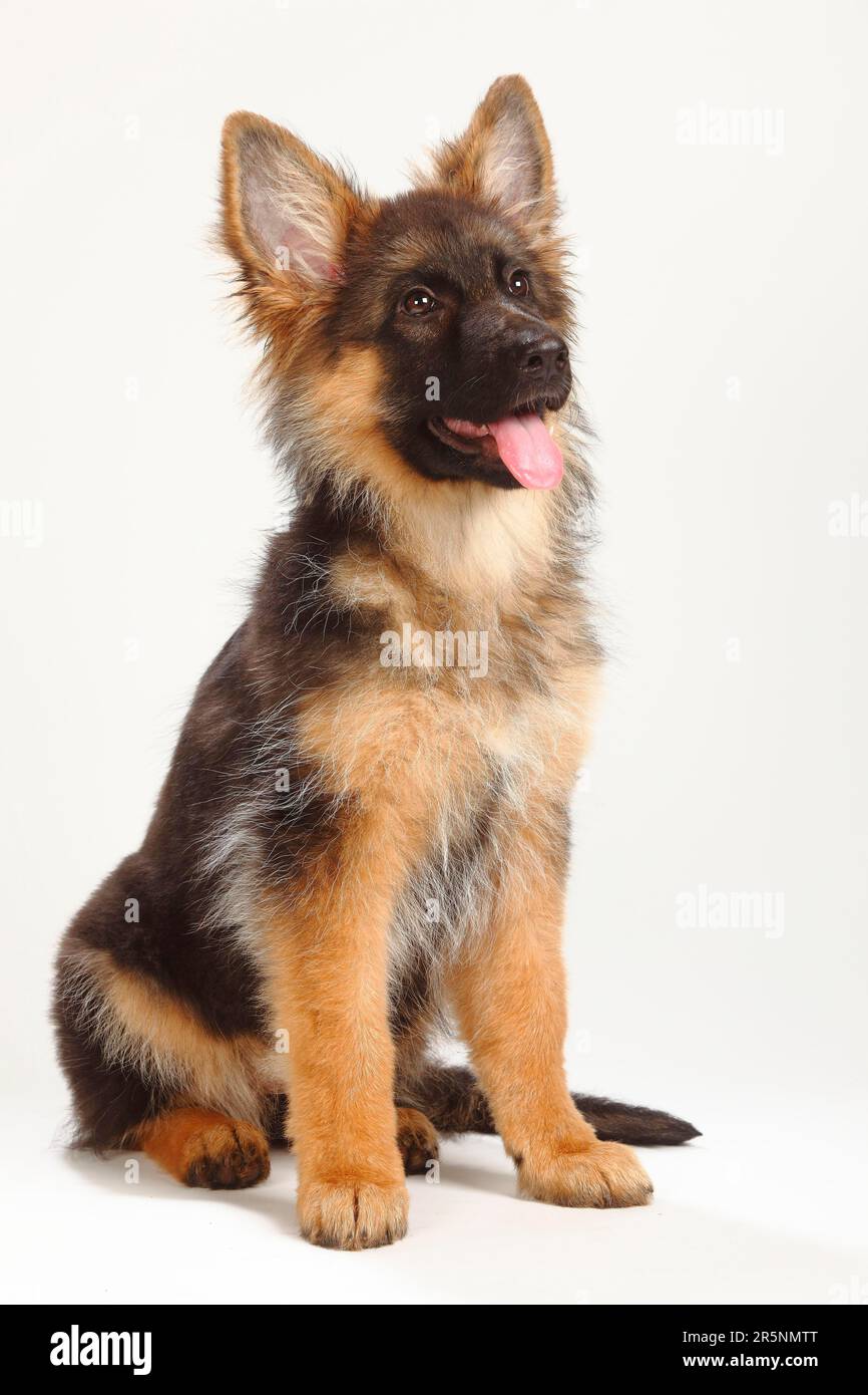Vieux Berger allemand, chiot, 4 mois, Berger allemand Banque D'Images