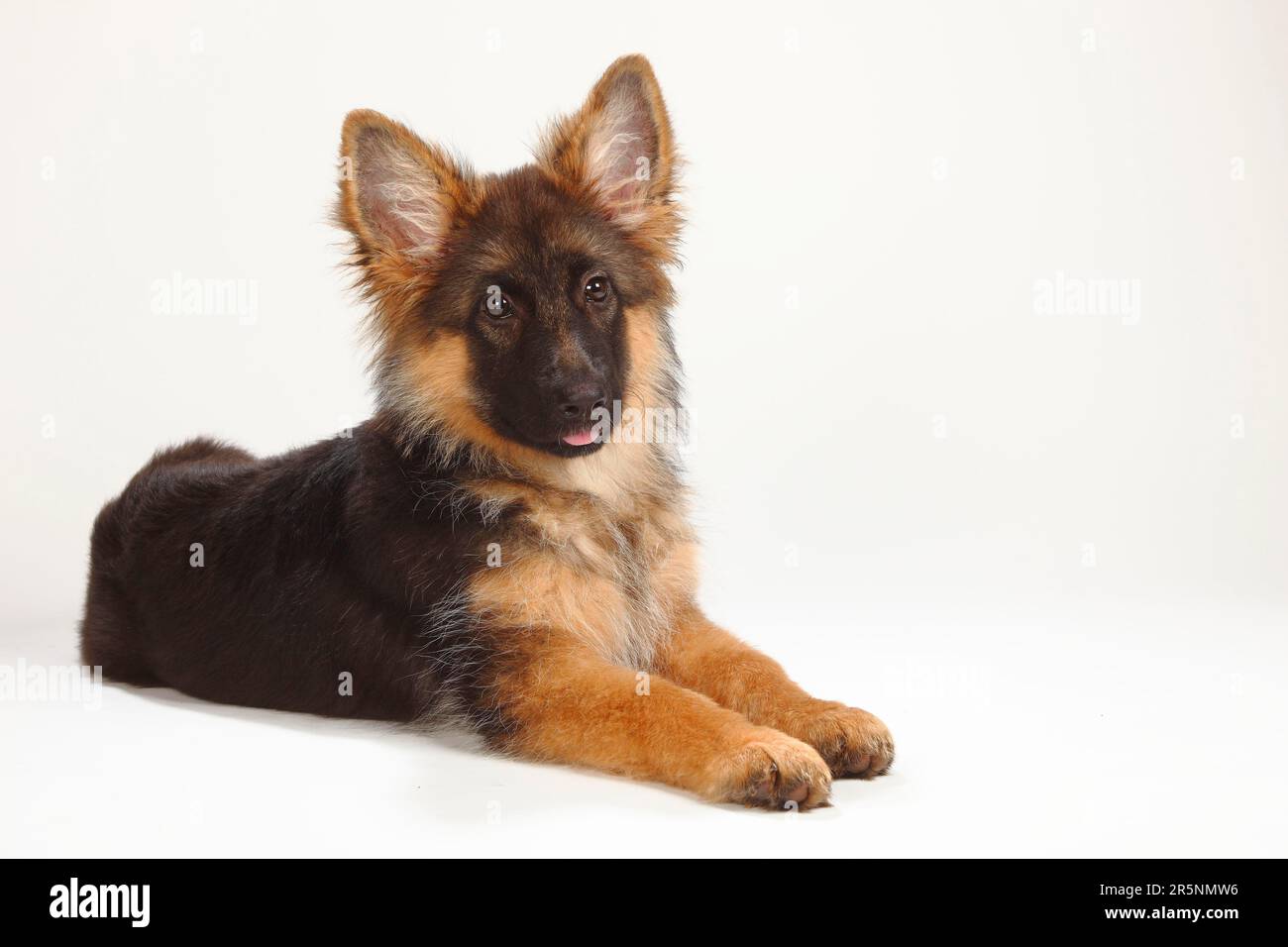 Vieux Berger allemand, chiot, 4 mois, Berger allemand Banque D'Images