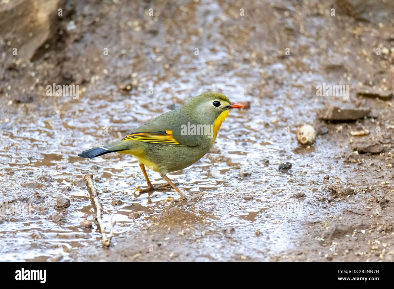 Leiothrix à bec rouge Leiothrix lutea Prabhu's Bird Photography Hide, Nanital, Nainital County, Uttarakhand, Inde 28 février 2023 Adulte L Banque D'Images