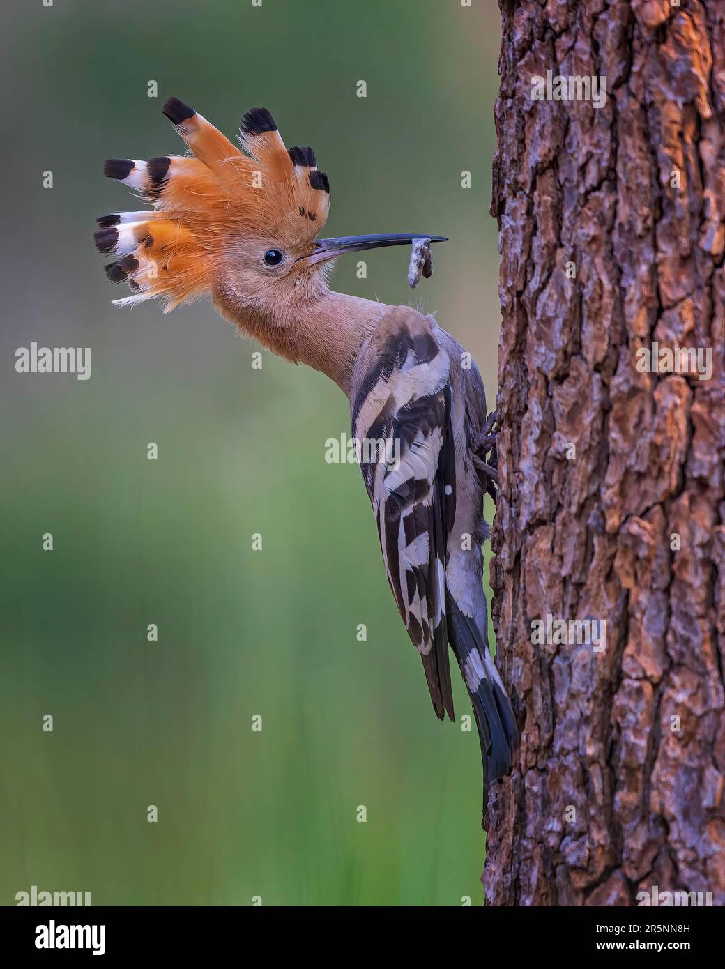 Hoopoe (Upupa epops) en quête de nourriture pour les jeunes oiseaux