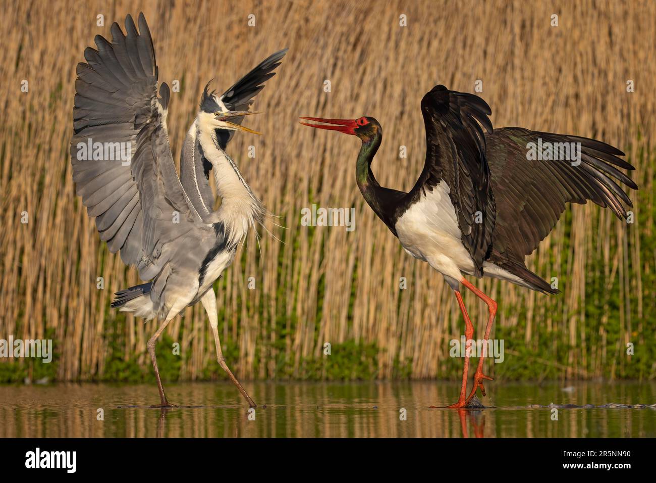 Héron gris (Ardea cinerea) Black Stork (Ciconia nigra) pêche, alimentation, interaction, recherche d'envie, parc national de Kiskunag, Hongrie Banque D'Images