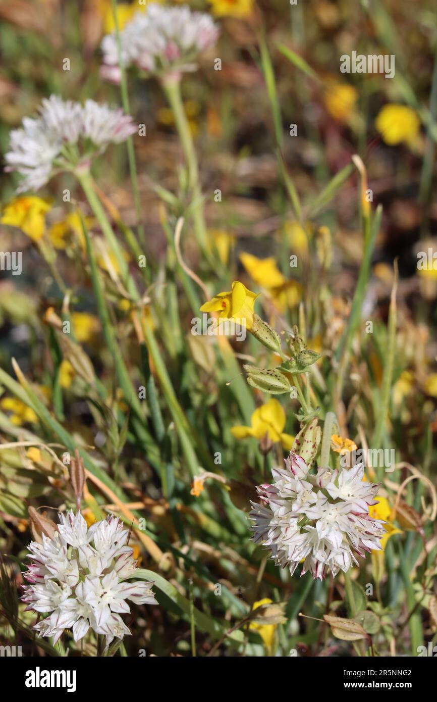 Oignon rouge à la peau, Allium Haematochiton, montrant des fleurs printanières dans les montagnes de San Rafael, une herbe vivace indigène avec des inflorescences de cymose umbel. Banque D'Images