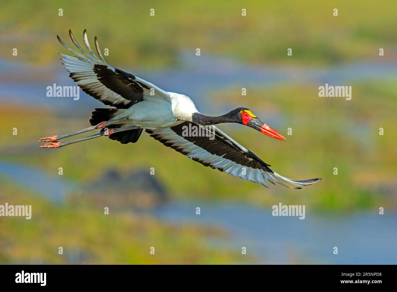 Saddle-billed Stork Ephippiorhynchus senegalensis Kruger National Park, Province du Nord, Afrique du Sud 16 août 2018 Ciconiid femelles adultes Banque D'Images