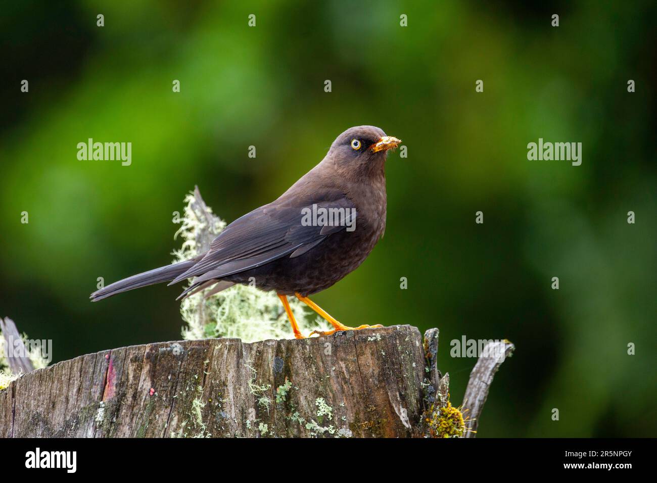 Loge Sooty Thrush Turdus nigrescens Sevegre, Costa Rica 22 mars 2019 Adulte Turdiadae Banque D'Images