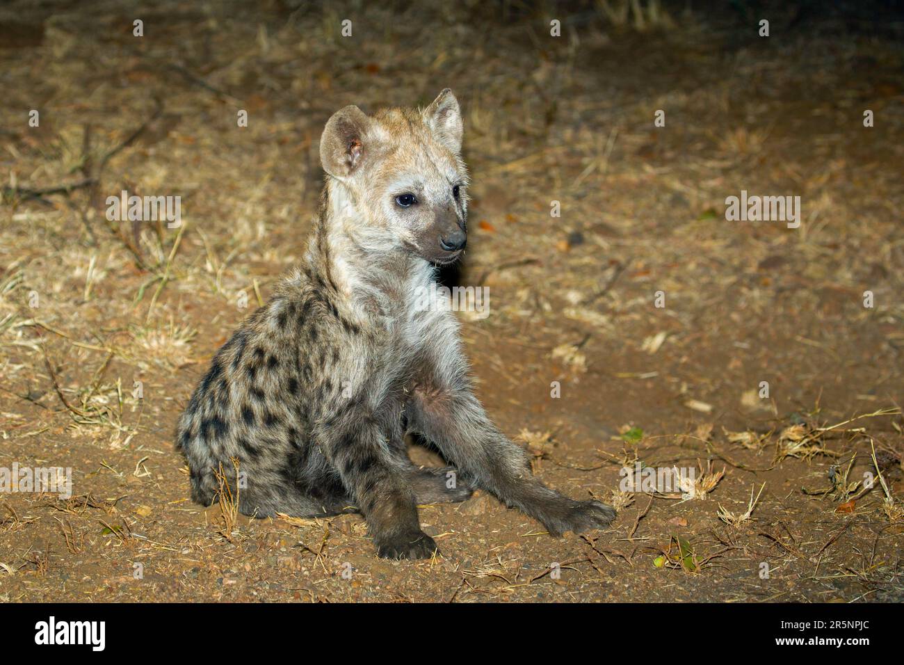Parc national Spotted Hyena Crocuta crocuta Kruger, Afrique du Sud 17 août 2018 Hyaenidae immatures Banque D'Images
