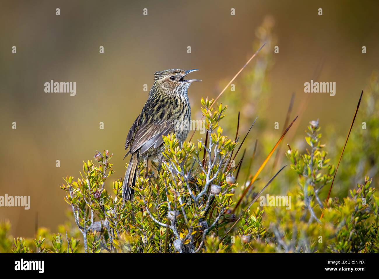 Fieldwren Calamanthus fuliginosus Cradle Mountain National Park, Tasmanie, Australie 19 novembre 2019 Maluridae adultes Banque D'Images