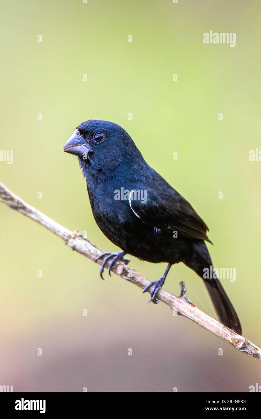 Seed-Finch Sporophila funerea Arenal Observatory Lodge, Costa Rica 13 mars 2019 Homme adulte Thraupidae Banque D'Images