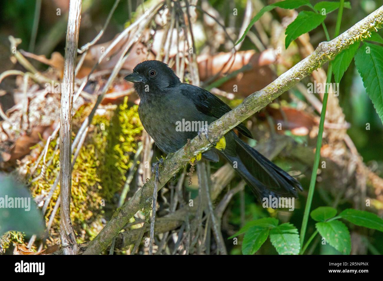 Brushfinch à langoustines jaunes Atlapètes tibialis Savegre Lodge, Costa Rica 22 mars 2019 Adulte Passerellidae Banque D'Images