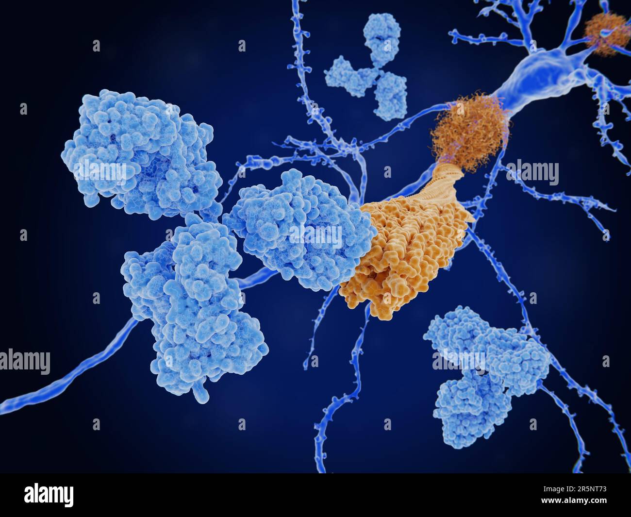 Anticorps lié à un peptide bêta amyloïde, illustration Banque D'Images