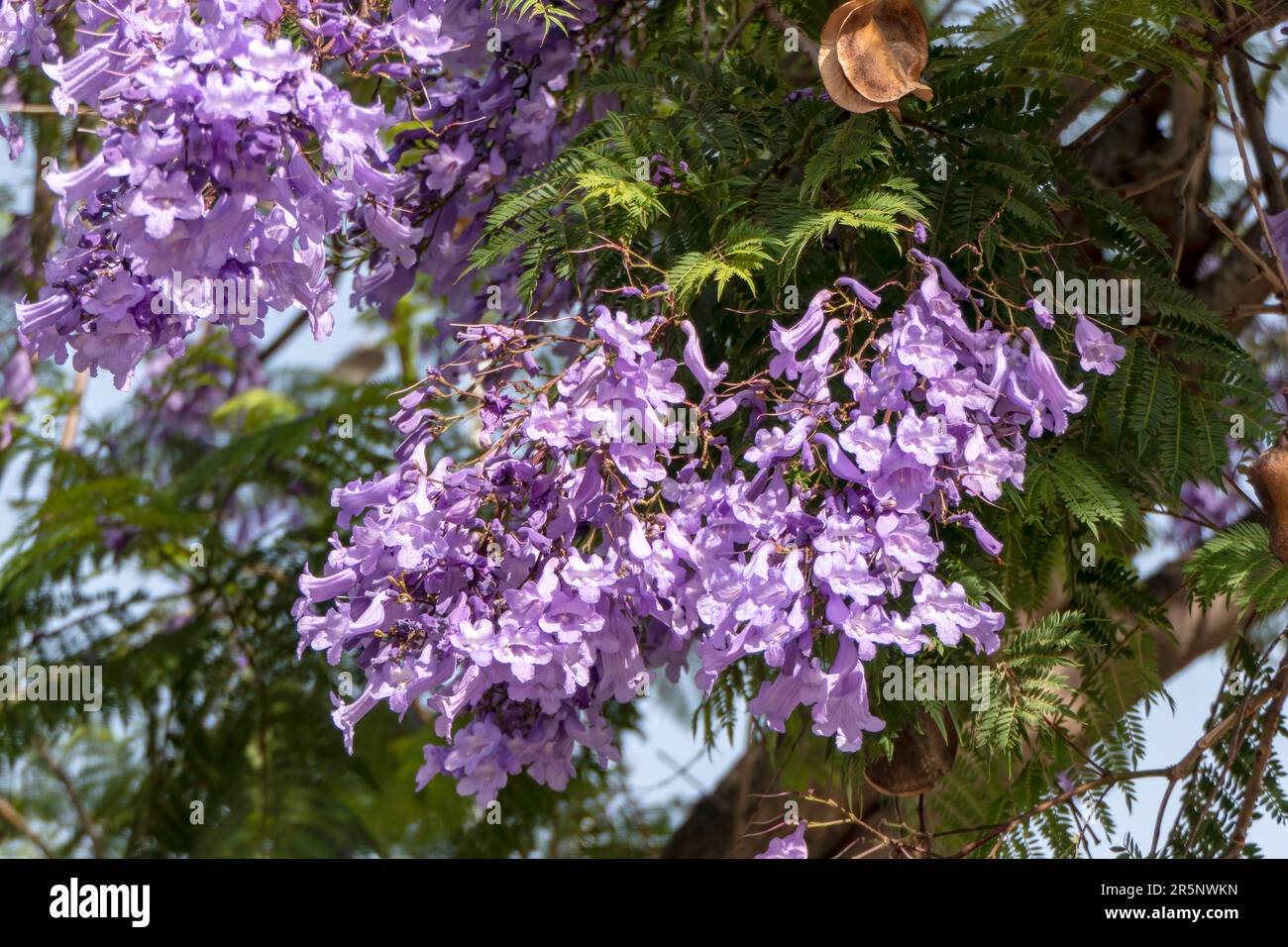 Les fleurs lilas de l'arbre Jacaranda se rapprochent du ciel. mise au point sélective Banque D'Images