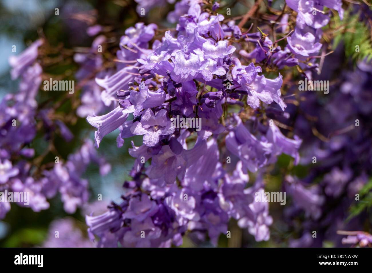 Les fleurs lilas de l'arbre Jacaranda se rapprochent du ciel. mise au point sélective Banque D'Images