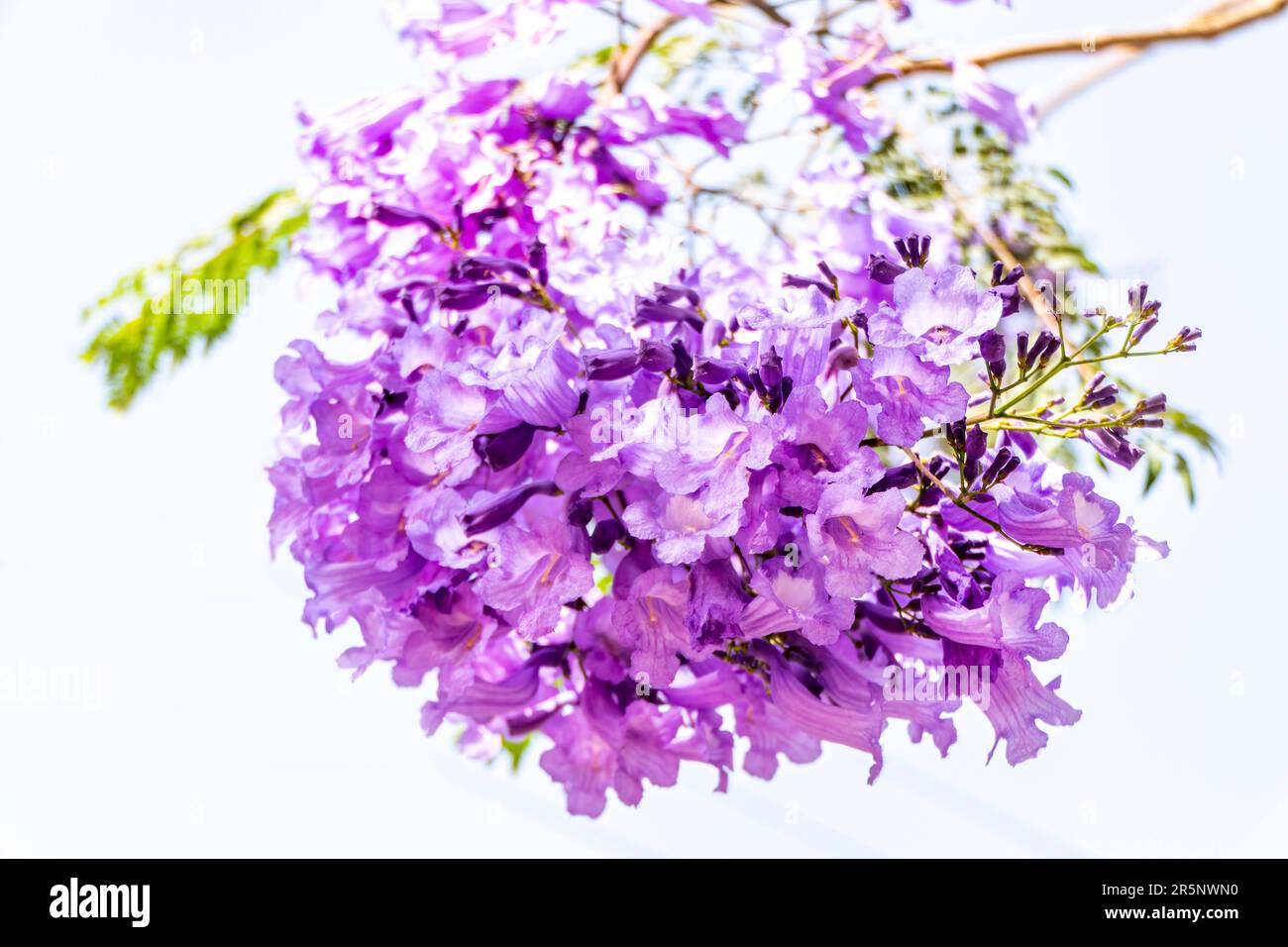 Les fleurs lilas de l'arbre Jacaranda se rapprochent du ciel. mise au point sélective Banque D'Images