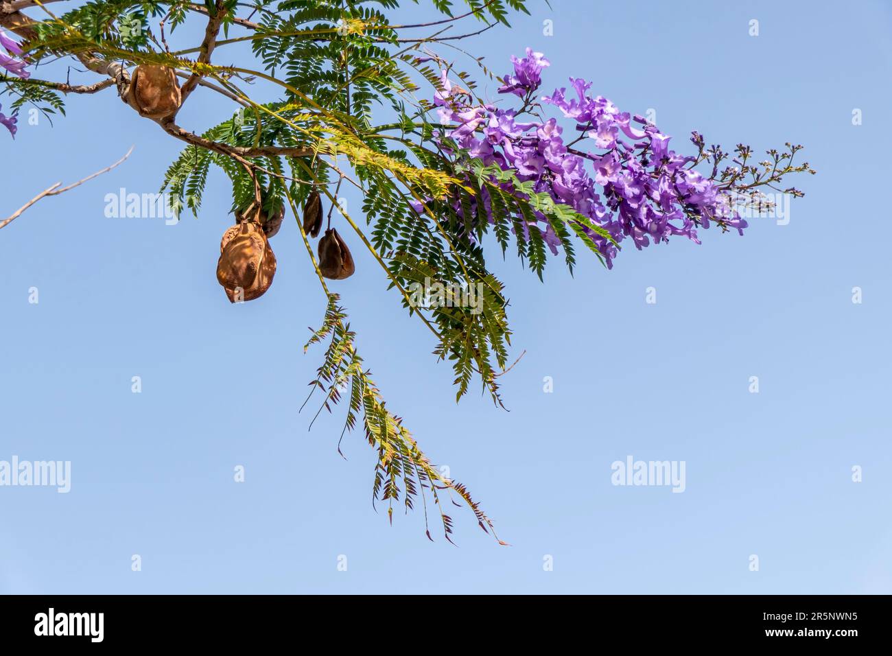 Les fleurs lilas de l'arbre Jacaranda se rapprochent du ciel. mise au point sélective Banque D'Images
